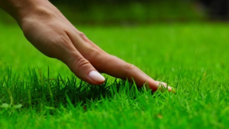Moving into a New Home? Here are 5 Tips to Make Sure Your Lawn Looks its Best